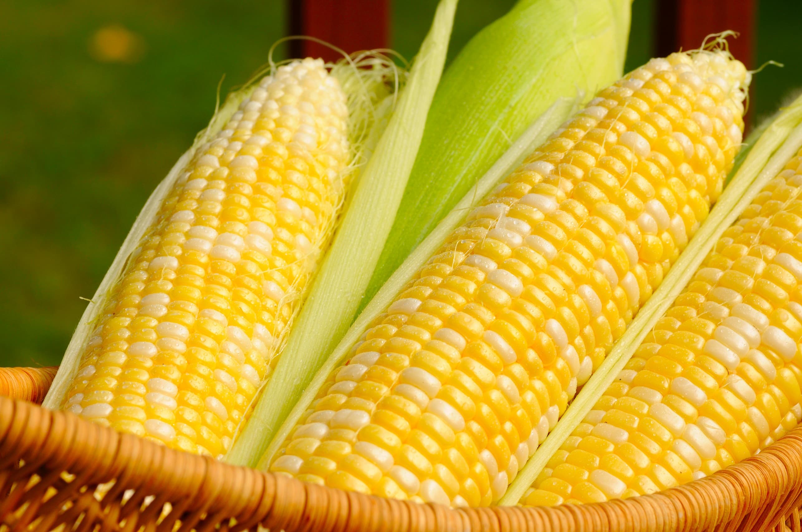 It's all about corn!