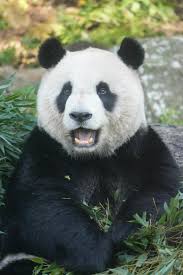 Standing O for The Panda!