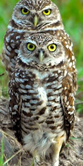 Gimme the Owls, WHO??? The Owls from Philly!